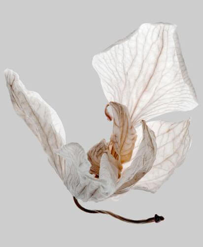 Aromatherapy and the Power of Scent