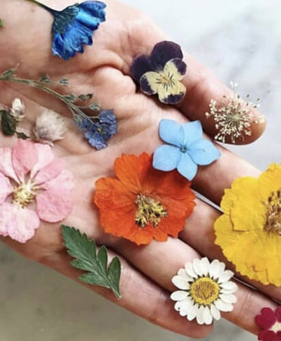 A Balanced Gut is a Balanced Body