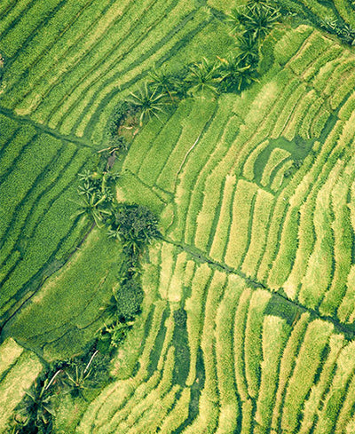 Vibrant Fresh Green Fields