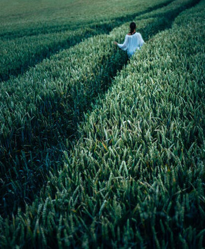 A Walk into Wellness