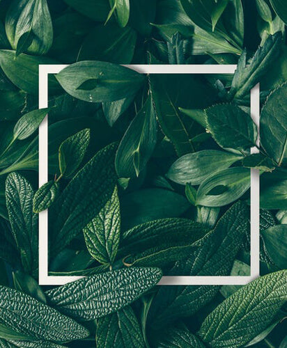 Framing Nature, a Plant Powered Journey