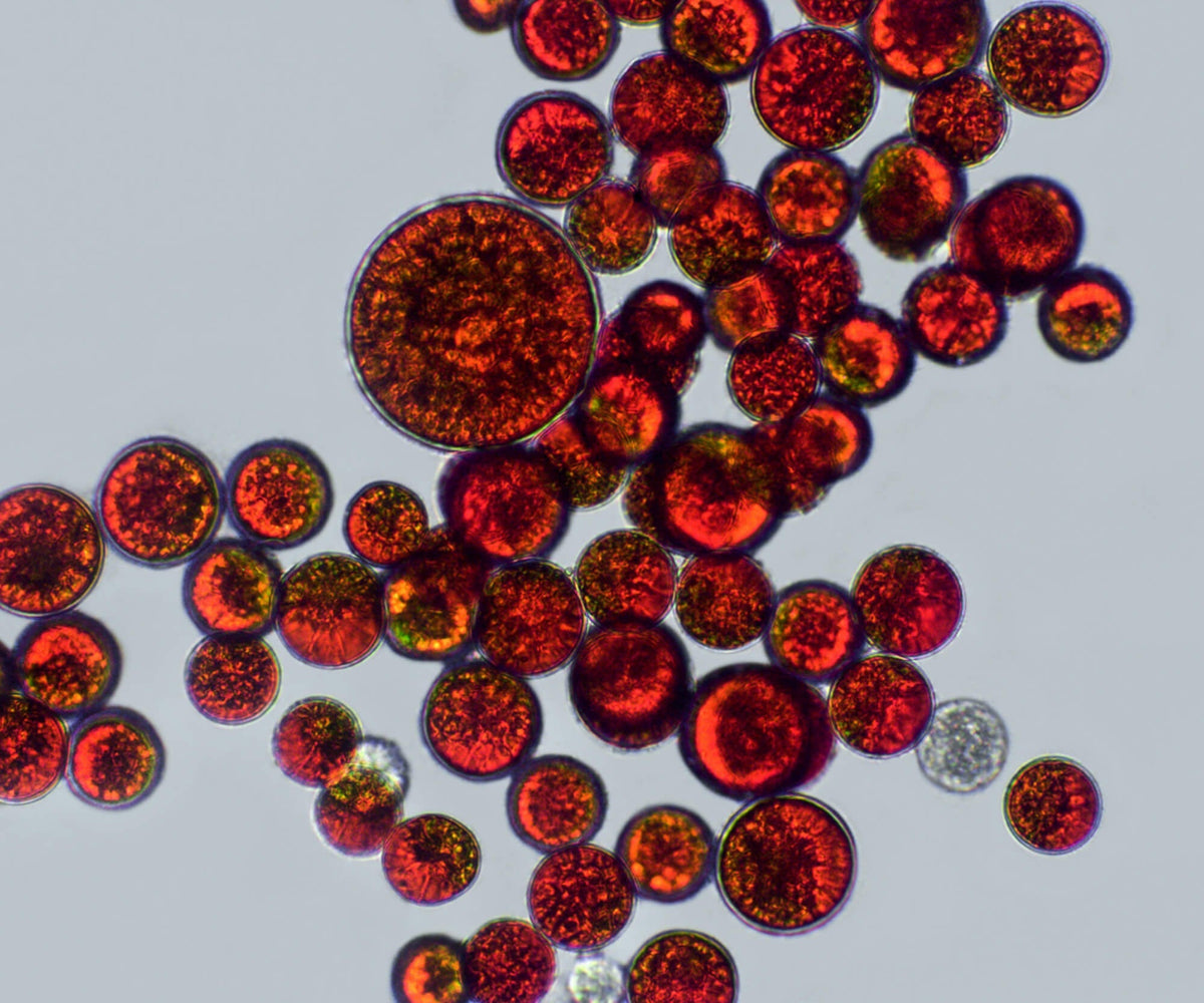 Astaxanthin benefits for skin: the antioxidant we chose over vitamin C
