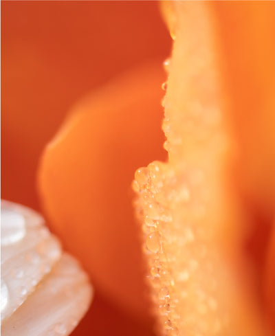 Abstract Image Of Orange Peel And White Molecules