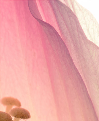 Antioxidant Ingredient Image Of Hibiscus Petal