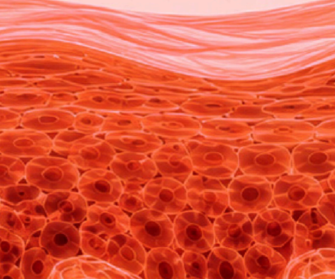 Peptides in skincare: what they are and what they do for your skin